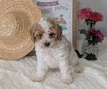 Puppy Elena Poodle (Miniature)