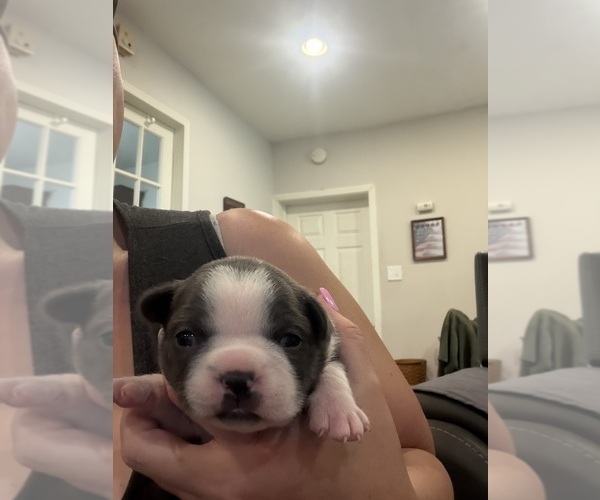 Medium Photo #3 Boston Terrier Puppy For Sale in FREDONIA, KS, USA
