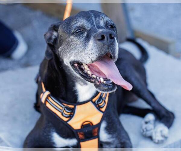 Medium Photo #3 Boxer-Unknown Mix Puppy For Sale in Tulsa, OK, USA