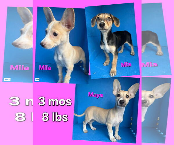 Medium Photo #2 Cheagle Puppy For Sale in Virginia Beach, VA, USA