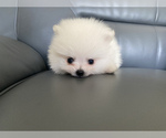 Small Photo #1 Pomeranian Puppy For Sale in SANTA CLARA, CA, USA
