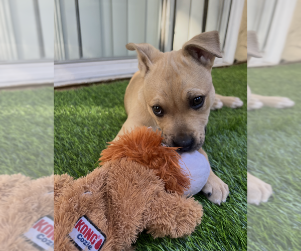 Medium Photo #5 Mutt Puppy For Sale in Dana Point, CA, USA