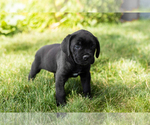 Small Photo #39 Cane Corso Puppy For Sale in WAKARUSA, IN, USA