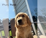 Puppy purple Golden Retriever