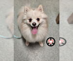 Small Pomeranian