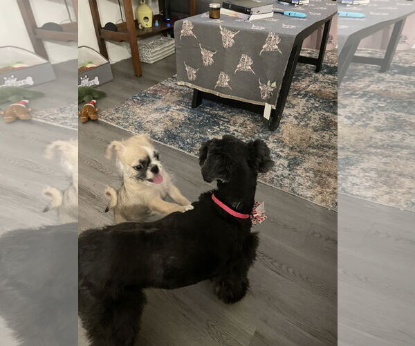 Medium Photo #6 Pug-Unknown Mix Puppy For Sale in Holly Springs, NC, USA