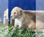 Small Photo #15 Goldendoodle Puppy For Sale in FLOWERY BRANCH, GA, USA