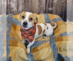 Amos - Male Jackshund Dog for Adoption - Photo #6