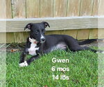 Small Chihuahua Mix