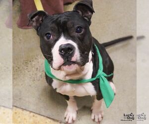 Mutt Dogs for adoption in Washington, DC, USA