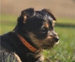 Puppy Orange Yorkshire Terrier