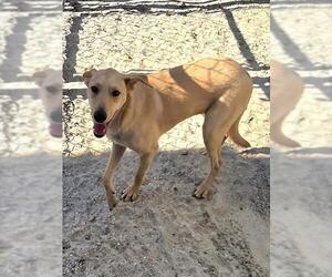 Labrador Retriever-Unknown Mix Dogs for adoption in Riverside, CA, USA