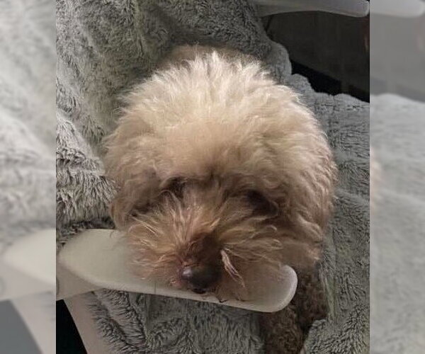 Medium Photo #2 Poodle (Miniature) Puppy For Sale in New York, NY, USA