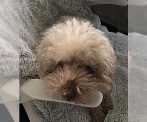 Lucky (GA) - Male Poodle (Miniature) Dog for Adoption - Photo #2