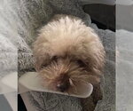 Small Photo #2 Poodle (Miniature) Puppy For Sale in New York, NY, USA