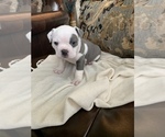 Small Photo #9 Olde English Bulldogge Puppy For Sale in BOSSIER CITY, LA, USA