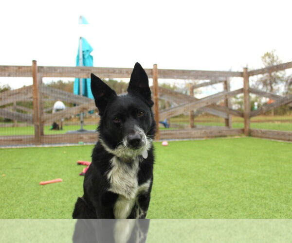 Medium Photo #3 Border Collie-Unknown Mix Puppy For Sale in Chestertown, MD, USA
