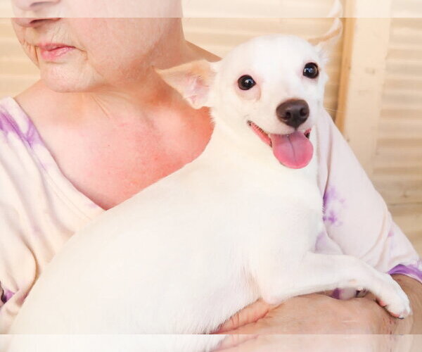 Medium Photo #1 Chihuahua-Unknown Mix Puppy For Sale in Phoenix, AZ, USA
