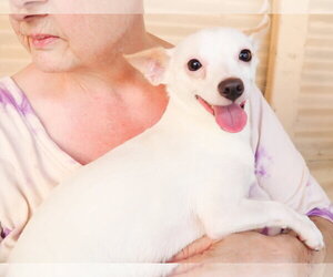 Chihuahua-Unknown Mix Dogs for adoption in Phoenix, AZ, USA