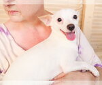 Small Chihuahua Mix