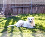 Small #10 Great Pyrenees