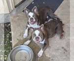 Chandler Fluffy - Male French Bulldog Puppy for Sale - Photo #3