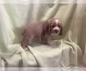 Cocker Spaniel Puppy for sale in CADDO, OK, USA