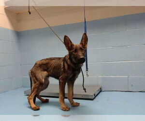 German Shepherd Dog Dogs for adoption in Moreno Valley, CA, USA