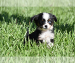 Image preview for Ad Listing. Nickname: Pip Squeak