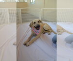Small #2 Anatolian Shepherd Mix