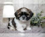 Small Photo #6 Shih Tzu Puppy For Sale in CLARE, MI, USA