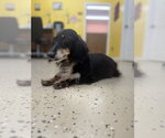 Small Dachshund