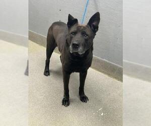 Labrador Retriever-Unknown Mix Dogs for adoption in Las Vegas, NV, USA