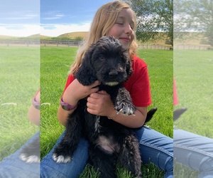 Pyredoodle Puppy for Sale in PRESCOTT, Washington USA