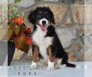 Aussiedoodle Miniature Puppy for sale in SUNBURY, PA, USA
