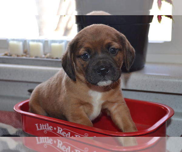 Medium Photo #3 Jug Puppy For Sale in GREENWOOD, WI, USA