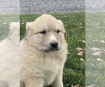 Small #5 Great Pyrenees
