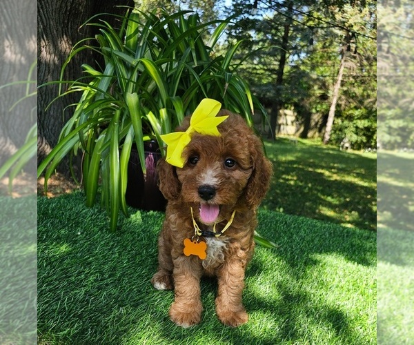 Medium Photo #2 Goldendoodle mix (+ Poodle Toy) Puppy For Sale in INDIANAPOLIS, IN, USA
