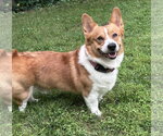 Small Mutt