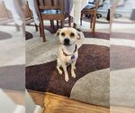 Small #1 Chihuahua Mix