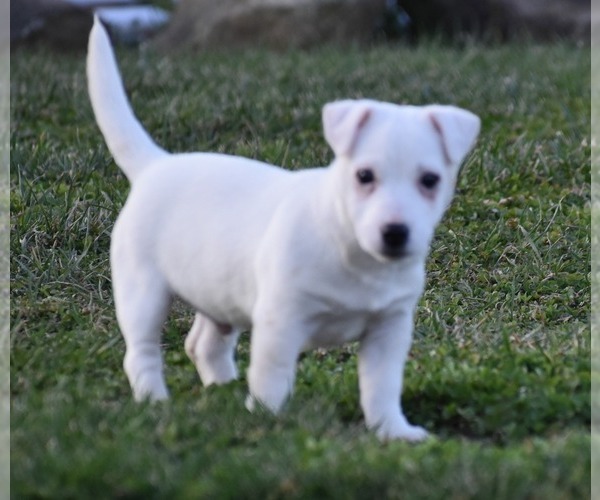 Medium Photo #3 Jack Russell Terrier Puppy For Sale in APPLE GROVE, WV, USA