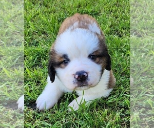 Medium Saint Bernard