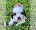 Puppy GRAY Saint Bernard