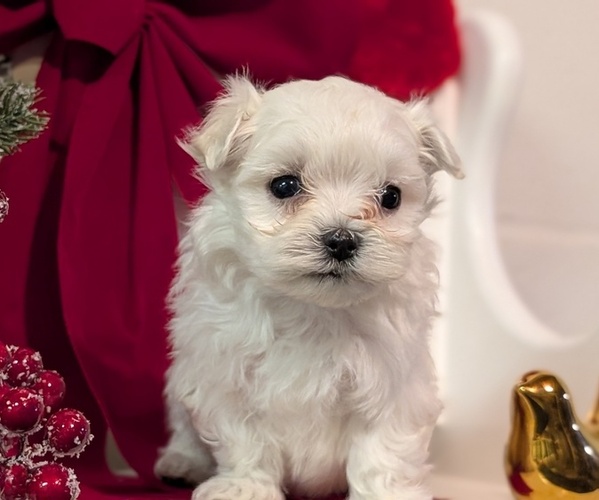 Medium Photo #12 Maltese Puppy For Sale in GOSHEN, IN, USA