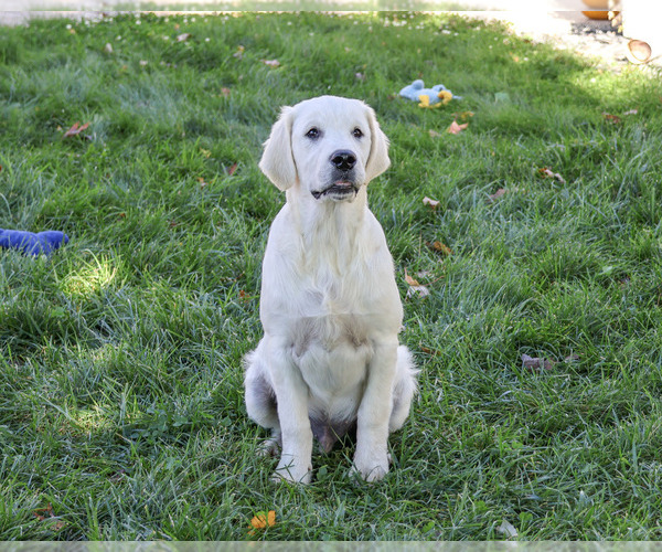 Medium Photo #1 Golden Retriever Puppy For Sale in SYRACUSE, IN, USA