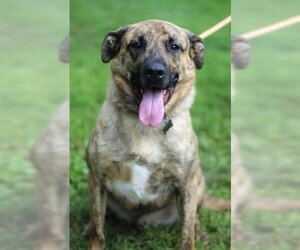 American Pit Bull Terrier-German Shepherd Dog Mix Dogs for adoption in Thief River Falls, MN, USA