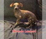 Small #31 Dachshund