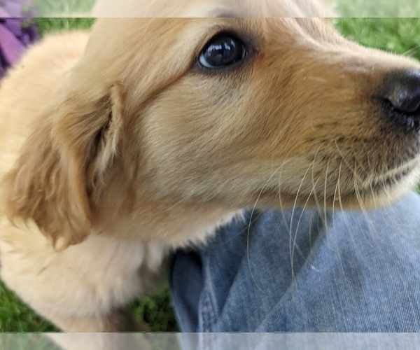 Medium Photo #7 Golden Retriever Puppy For Sale in WOOSTER, OH, USA