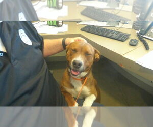 Mutt Dogs for adoption in Pampa, TX, USA