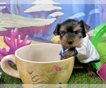 Small #6 Yorkshire Terrier